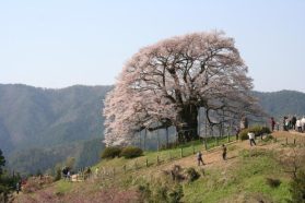 樹齢千年伝説の『醍醐桜』里山登山、足守藩主木下家庭園『近水園』と陣屋跡散策