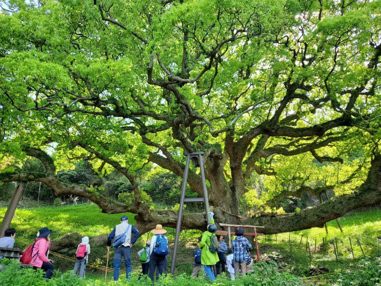 備讃瀬戸に浮かぶ小さな島　樹齢１２００年の「大楠」に出会う　志々島を歩こう！
