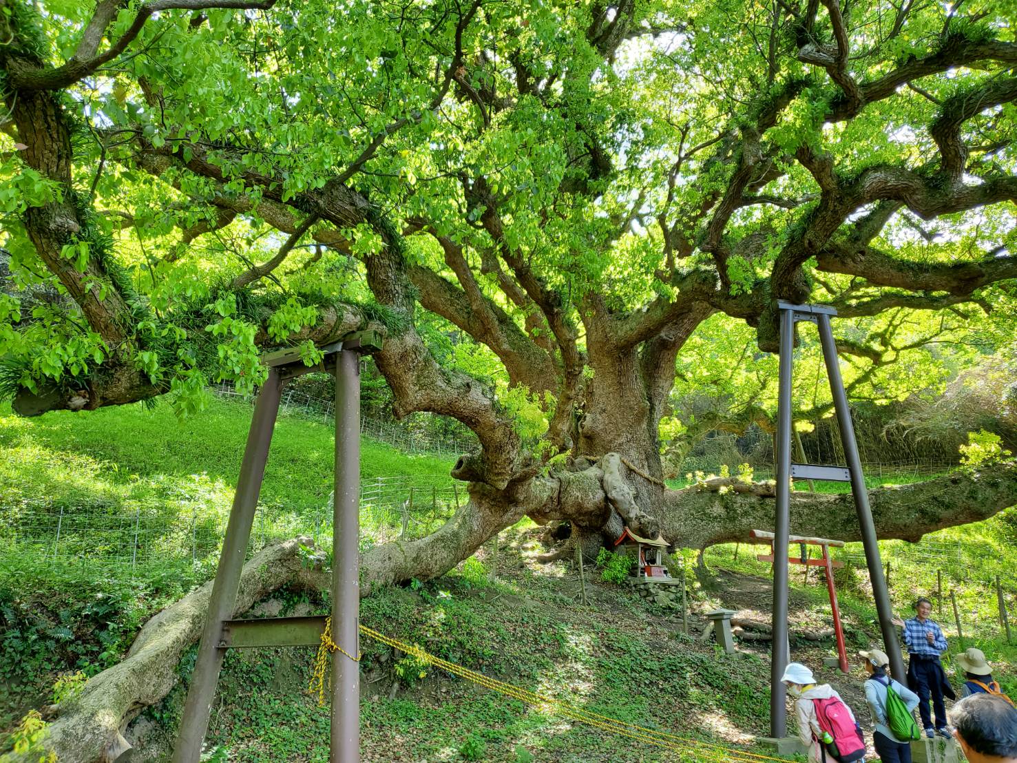 備讃瀬戸に浮かぶ小さな島　樹齢１２００年の「大楠」に出会う　志々島を歩こう！