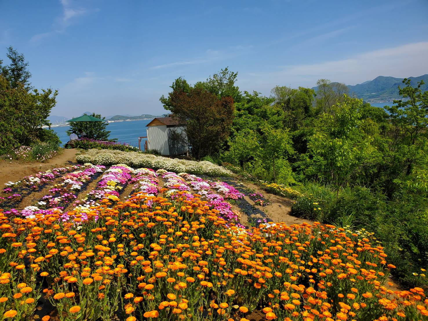 備讃瀬戸に浮かぶ小さな島　樹齢１２００年の「大楠」に出会う　志々島を歩こう！
