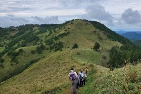 秋の全山を黄金色に染める、幻想的なススキの海を歩く『雲月山』トレッキング