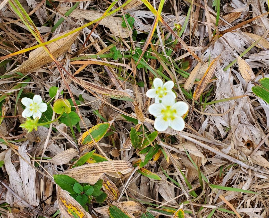 秋の全山を黄金色に染める、幻想的なススキの海を歩く『雲月山』トレッキング